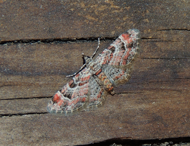 Gymnoscelis rufifasciata Geometridae